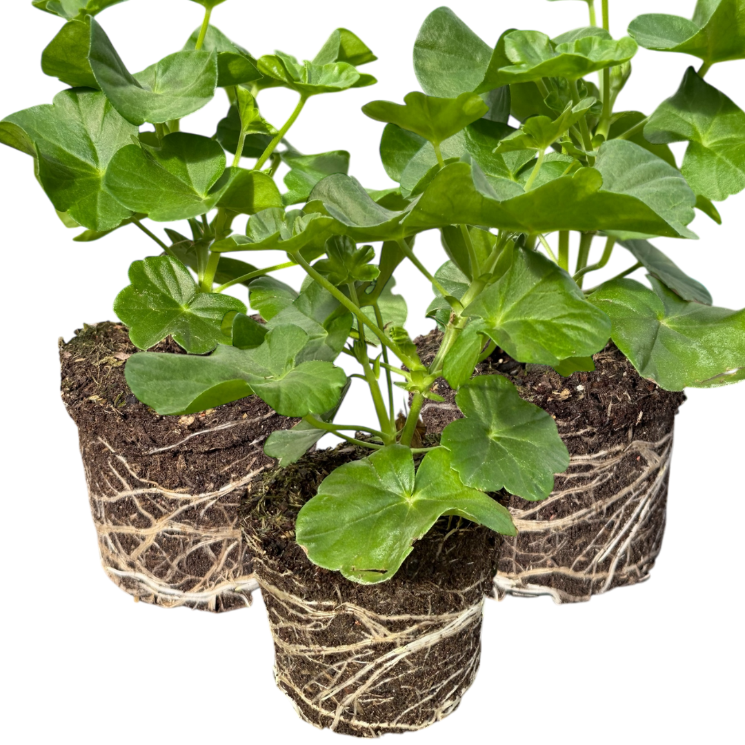 Geranium Sunflair Ruben | 3 or 6 1L Pots