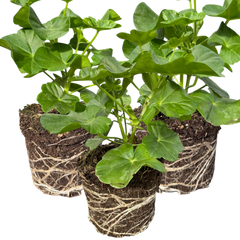 Geranium Sunflair Ruben | 3 or 6 1L Pots