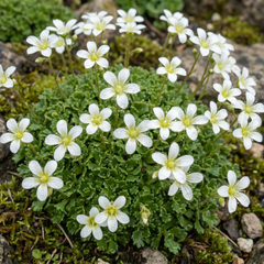 Saxifrage Marto White Mossy Alpine Plants, Hardy Evergreen Perennial Rockery Ground Cover, Outdoor Garden Ready, 1 Litre Root-Ball