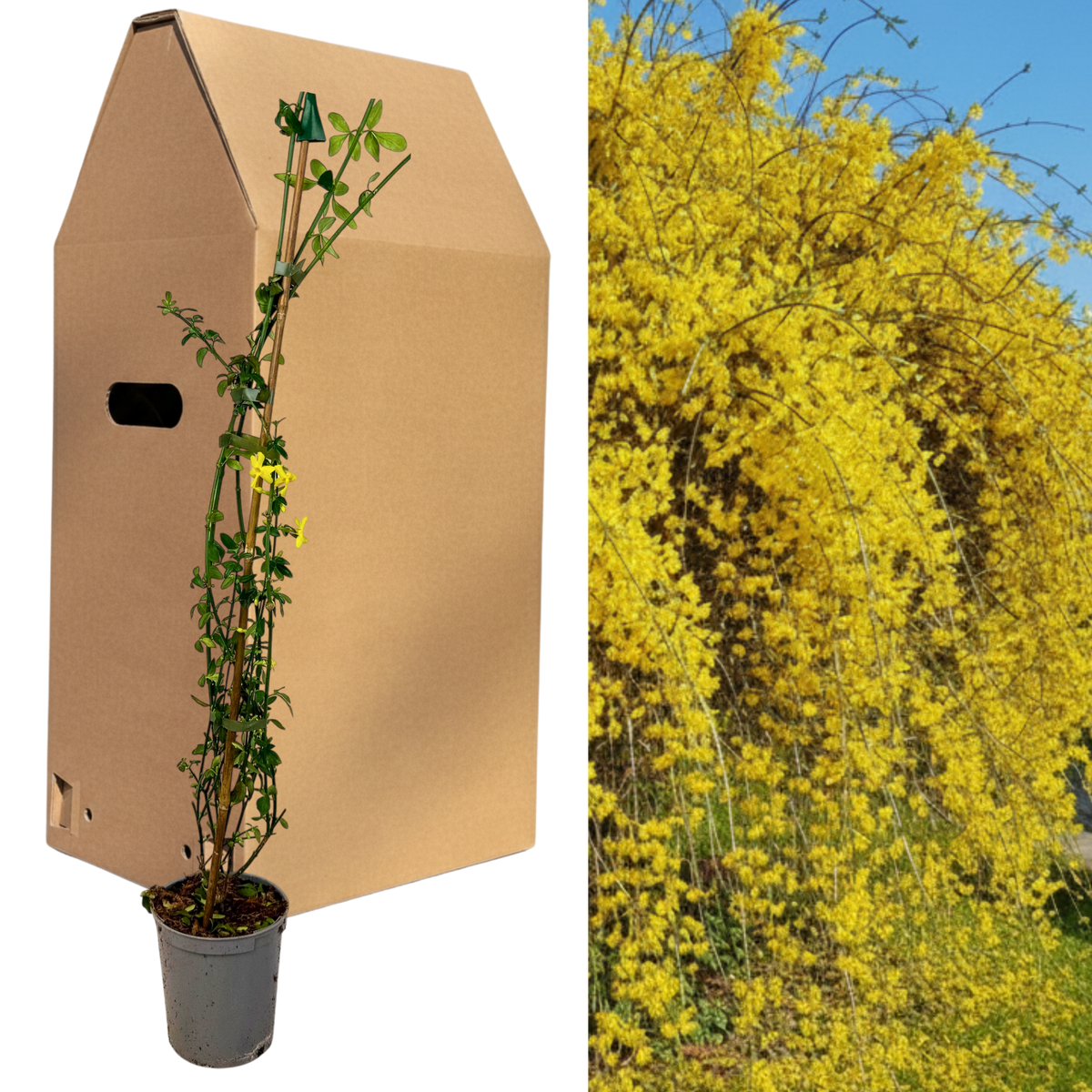 1 Live Outdoor Garden Ready Winter Jasmine Plant - Jasminum nudiflorum, 2L Pot