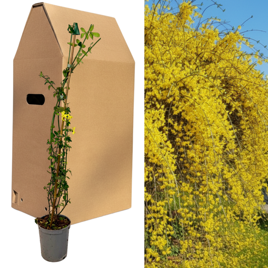 1 Live Outdoor Garden Ready Winter Jasmine Plant - Jasminum nudiflorum, 2L Pot