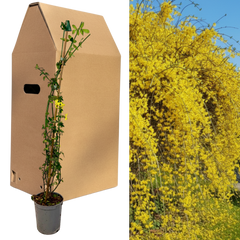 1 Live Outdoor Garden Ready Winter Jasmine Plant - Jasminum nudiflorum, 2L Pot