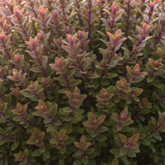 Hebe Little Leaves Red | 2L Pot