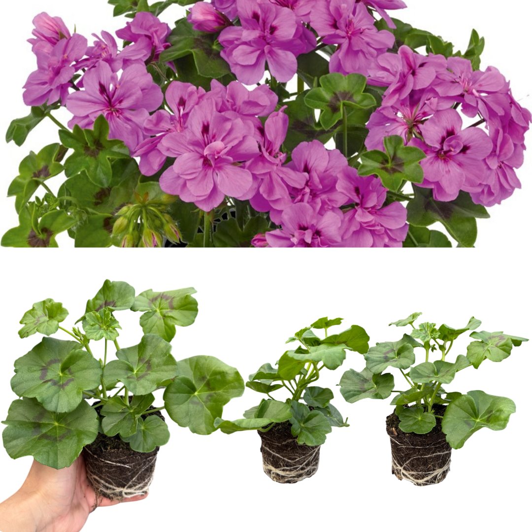 Geranium Sunflair Amethyst | 3 or 6 Large Plants