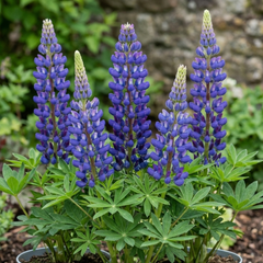 Lupin Legendary Blue, Ready to Plant in Your Garden, Peat Free