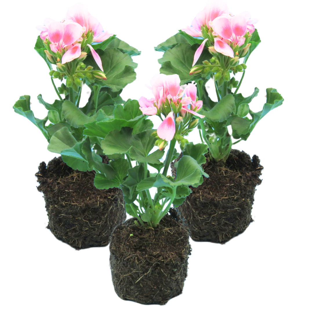 Geranium Toscana Linus | 3 or 6 1L Pots