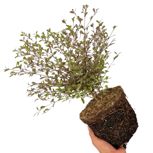 Lophomyrtus Magic Dragon | 3L Pot