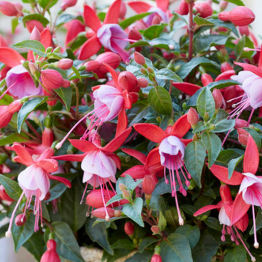 Fuchsia Bella Nikita | 3 or 6 1L Pots