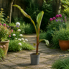 Banana Tree 3L (100–120 cm Tall) in Nursery Pot