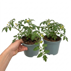 1 Tumbling Tom Red Cherry Tomato Plant, Outdoor Patio Trailing Garden Ready, 2 Litre Root Ball