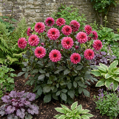 1 Dahlia Maggiore Deep Rose Live Plant, Summer Flowering Garden Ready, 3 Litre Root Ball