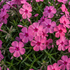Set of 3 or 6 Phlox ‘Fabulous Rose’ Hardy Perennial Plants, Fragrant, Bee Friendly, Summer Flowering, Outdoor Garden Ready, 1 Litre Root-Ball