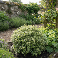 Pittosporum Pom Pom, Ready to Plant in Your Garden, 3L Pot