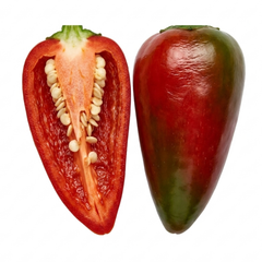 1 Apache Chilli Pepper Plant, Live Hot Pepper, Patio Ready, Grow Your Own Chilli, 2Ltr Root Ball