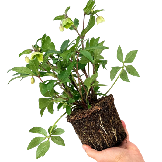 Hellebore Winter Sunshine | 2L Pot