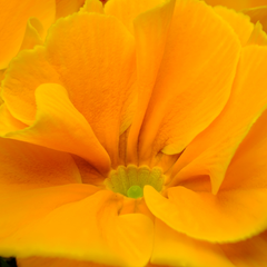 Primrose Orange | 3 or 6 1L Pots