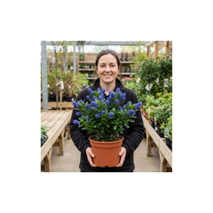Ceanothus Victoria Plant, Hardy Evergreen Blue Flowering Shrub, Outdoor Garden Ready, Litre Root-Ball