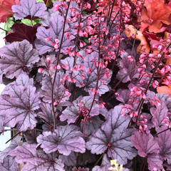 Heuchera Grape Timless | 2L Pot