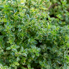 Thyme Lemon Variegated | 3 or 6 1L Pots