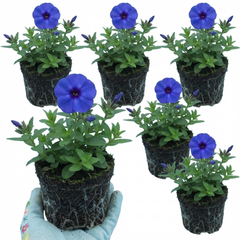 Set of 3 or 6 Phlox Blue Dark Eye Hardy Perennial Plants, Bee Friendly Summer Flowering, Outdoor Garden Ready, 1 Litre Root-Ball