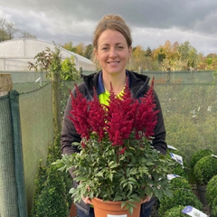 1 Large Plant - Astilbe Music Series Red, Ready to Plant in Your Garden, 5L Pot