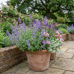 Set of 3 or 6 Nepeta Faassenii Catmint Plants, Hardy Perennial, Bee Friendly Blue Flowering Plants, Outdoor Garden Ready, 1 Litre Root-Ball