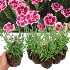 Set 3 or 6 Large Plants - Dianthus Pink Kisses, Ready to Plant in Your Garden