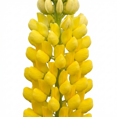 Lupin Legendary Yellow Plants, Hardy Perennial, Summer Flowering, Cottage Garden Ready, 1Ltr Root Ball