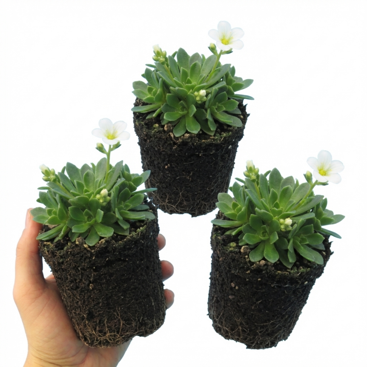 Saxifrage Ice Colours Pearl White Plants, Hardy Alpine Evergreen Ground Cover Perennial, Outdoor Garden Ready, 1 Litre Root-Ball