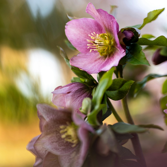 Hellebore Frostkiss Cheryl's Shine | 2L Pot