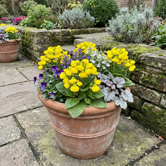 Calceolaria Calynopsis ‘Yellow’, Ready to Plant