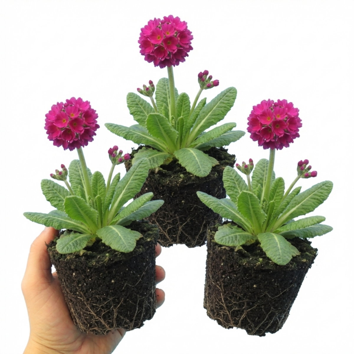 Primula Denticulata Deep Rose Hardy Perennial Plants, Spring Flowering, Outdoor Garden Ready, 1 Litre Root-Ball