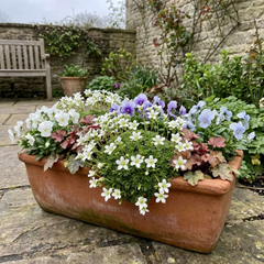 Saxifrage Ice Colours Pearl White Plants, Hardy Alpine Evergreen Ground Cover Perennial, Outdoor Garden Ready, 1 Litre Root-Ball