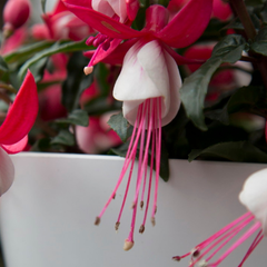 Fuchsia Bella Evita | 3 or 6 1L Pots
