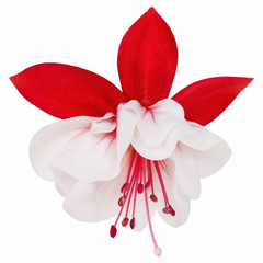3 Trailing Fuchsia Sir Matt Busby Plants, Red & White, 10.5cm Pots, Summer Bedding