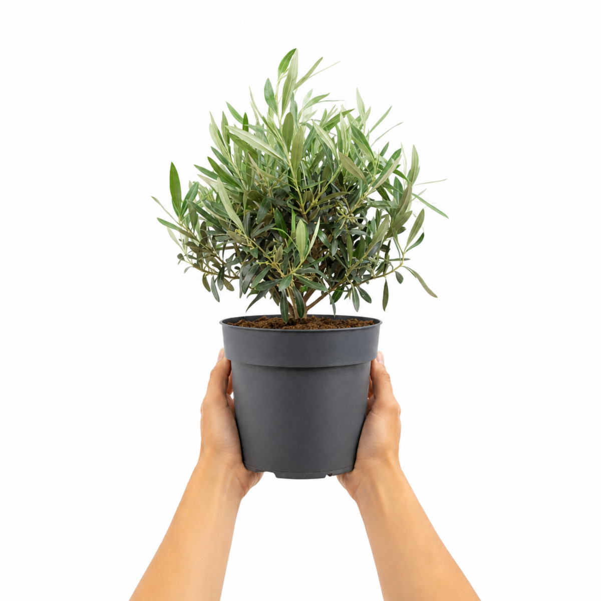 3 Litre Bushy Olive Tree, Nursery Pot, Outdoor, Pots