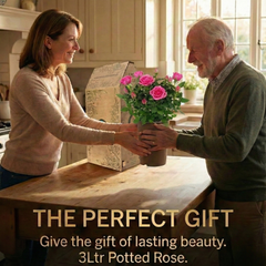 Rose Bush Pink | 3L Pot