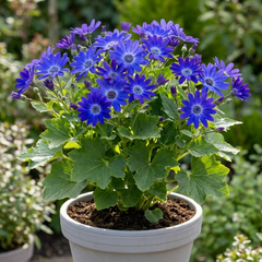 Senetti Deep Blue Pericallis Flowering Plant, Spring & Summer Garden Ready, 6.5 Litre Root-Ball