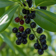 Prunus Novita | 2L Pots