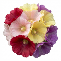 Hollyhock Growers Mix Hardy Cottage Garden Perennial Plants, Bee Friendly, Outdoor Garden Ready, 1 Litre Root-Ball