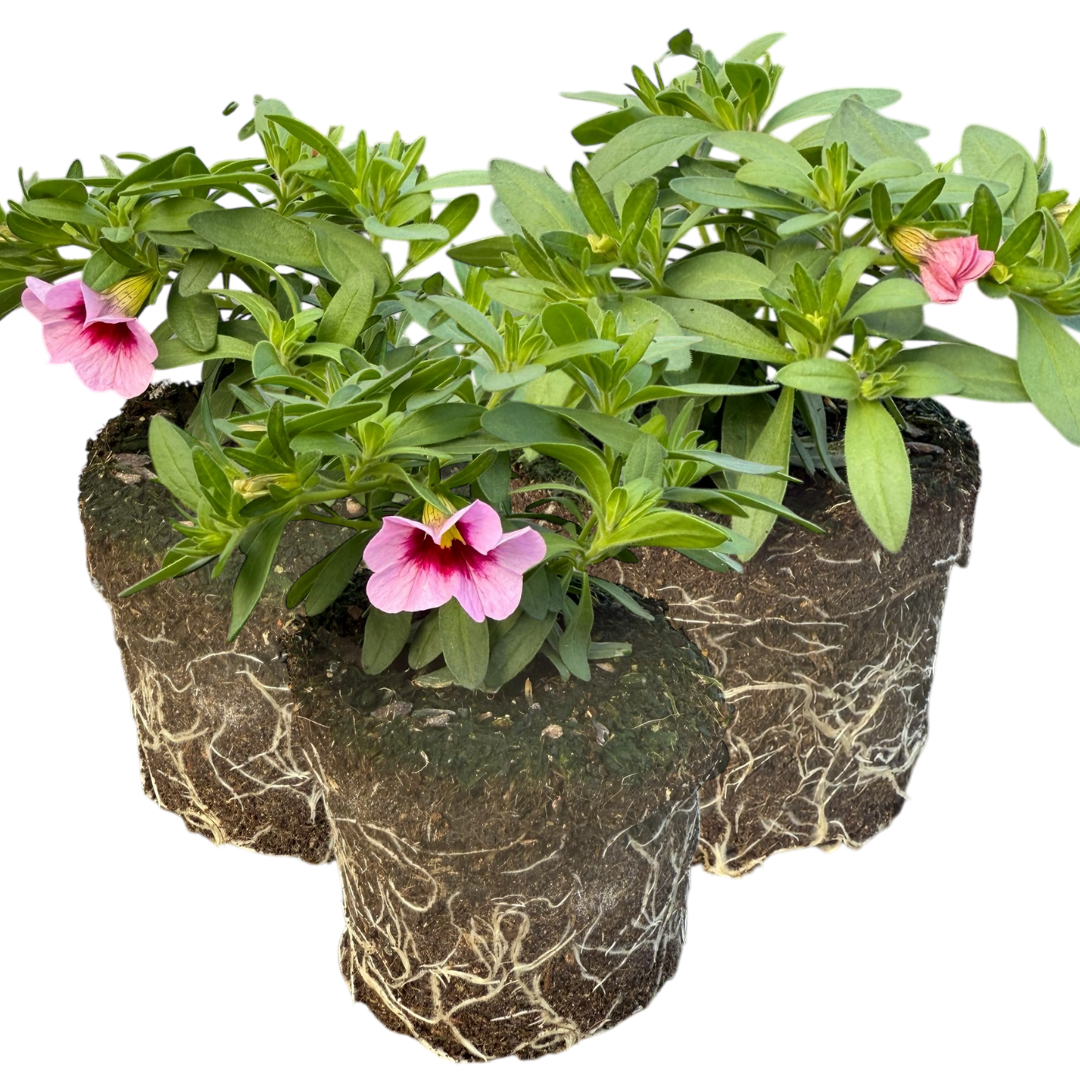Calibrachoa Cabaret Early Light Pink Eye | 3 or 6 1L Pots