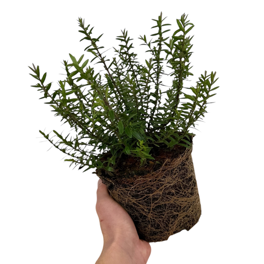 1 Large, Garden Ready Plant - Hebe Champagne (Shrubby Veronica), 17cm / 2L Pot