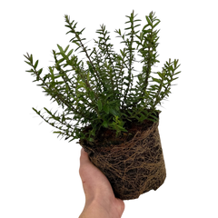 1 Large, Garden Ready Plant - Hebe Champagne (Shrubby Veronica), 17cm / 2L Pot