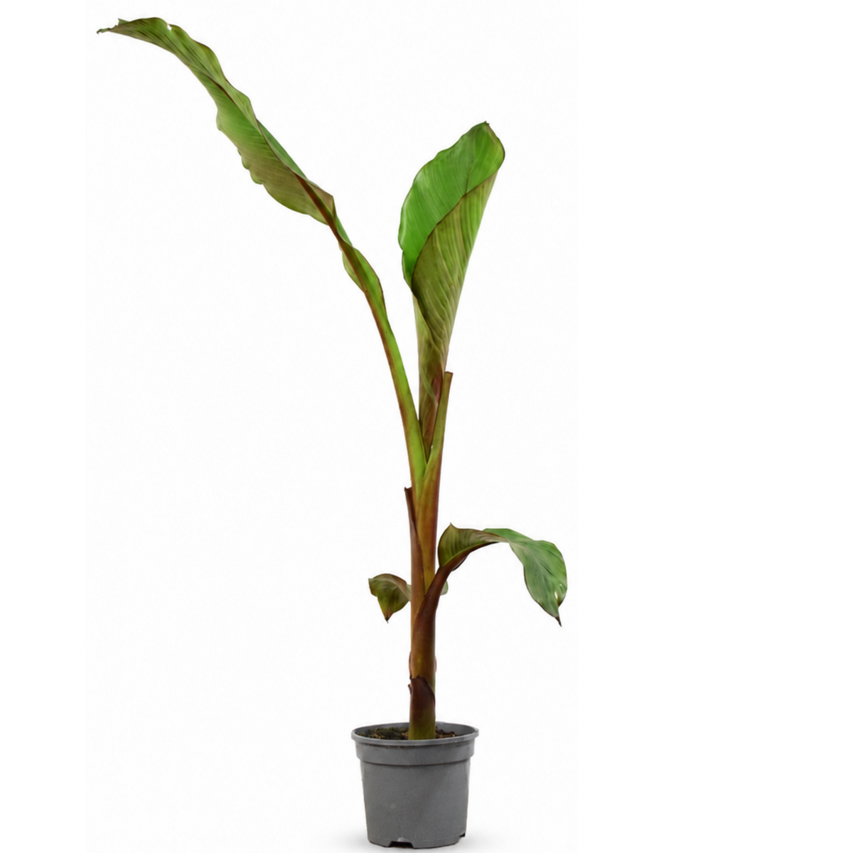 Banana Tree 3L (100–120 cm Tall) in Nursery Pot