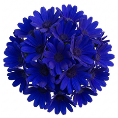 Senetti Deep Blue Pericallis Flowering Plant, Spring & Summer Garden Ready, 6.5 Litre Root-Ball