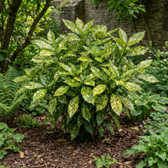 Aucuba Japonica Crotonifolia Spotted Laurel, Hardy Evergreen Garden Shrub, 2 Litre Root-Ball