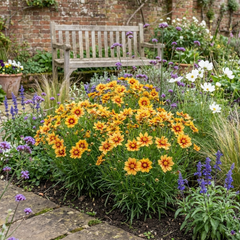 Coreopsis Uptick Gold Bronze Hardy Perennial Plants, Bee Friendly Summer Flowering, 1 Litre Root Ball