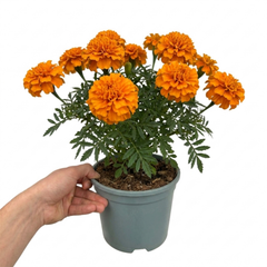 1 Large Plant - Marigold African Taishan Orange, Outdoor Garden Ready, 2L Pot