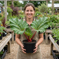 1 Rhubarb Timperley Early Plant, Hardy Perennial Fruit for Garden, Grow Your Own, 2Ltr Root Ball