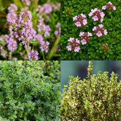 Thyme Growers Choice Mix | 3 or 6 1L Pots